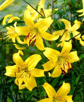 Zambak, Zambak Sarı Tiger - ampul / yumru / kök - Lilium Yellow Tiger