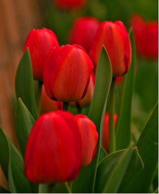 Tulipa Red - Tulip Red - 5 bulbs