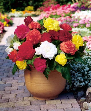 Begonia Fimbriata, Gefranste Begonie - Mischung - 2 Zwiebeln