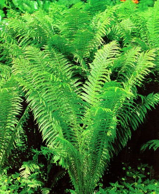 Athyrium - Ostrich Plume