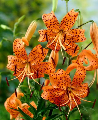 Лилиум, Лили Тигринум - луковица / грудка / корен - Lilium Tigrinum