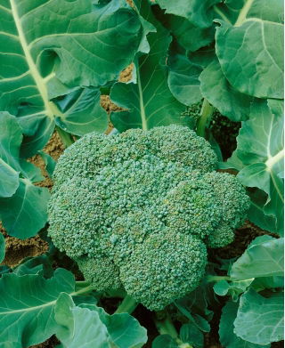 BIO Broccoli - Calabrese Natalino - Classic Italian variety with dense, uniform heads - Fresh Seeds