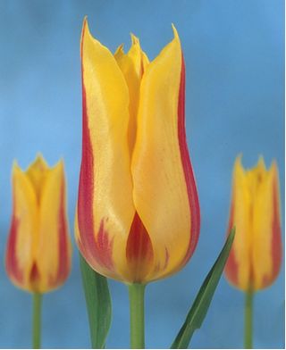 Tulipa Mona Lisa  - 郁金香蒙娜丽莎 -  5个洋葱