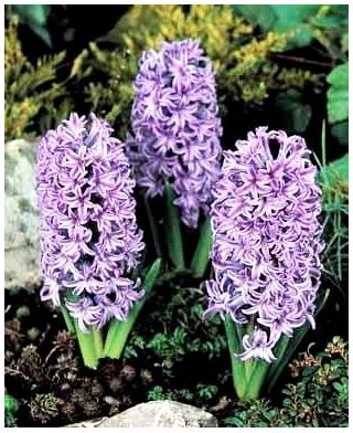 Hyacinthus orientalis - Amethyst - pacchetto di 3 pezzi -  Hyacinthus orientalis