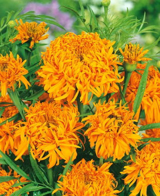 African Marigold - Fantastic - Orange - Tagetes erecta - Hardy Blooms, Perfect for Sunny Beds - Fresh Seeds