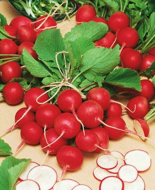 Ravanello "Cherry Belle" - SEMENTI RIVESTITI - 