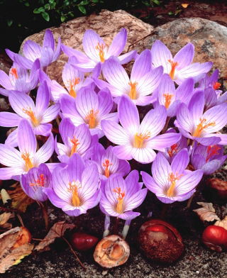 Crocus Conqueror - ¡paquete grande! - 100 piezas