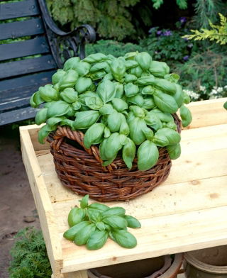 Albahaca - verde - BIO - 650 semillas - Ocimum basilicum