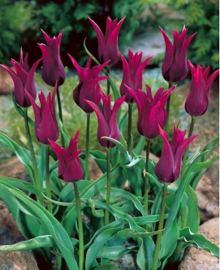 Tulipa Burgundy - Tulip Burgundy - XXXL pack  250 pcs