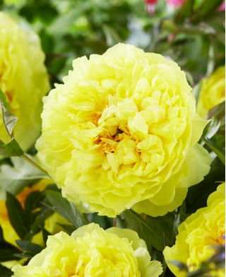 Pfingstrose, Päonie, Paeonia - 'Bartzella' - Setzlinge - Großpackung! - 10 Stk.