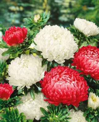 Aster - Polska Flaga - White and Red - Callistephus chinensis - Charming Blooms, Elegant Red & White - Fresh Seeds