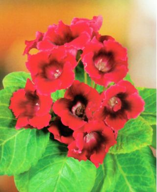 Gloxinia - Defiance