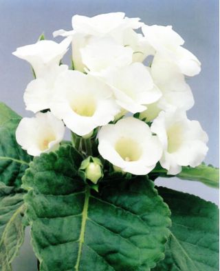 Gloxinia - Mont Blanc