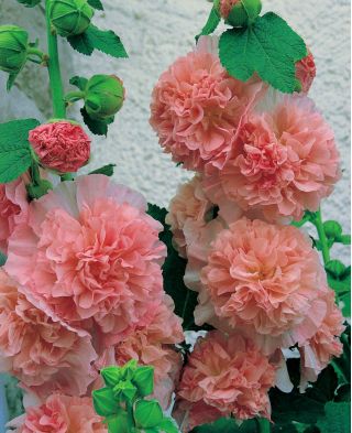 Alcea, Stockrose, Malve Peaches and Dreams