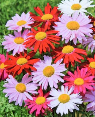 Persian chrystanthemum "Robinson" - variety mix; Pyrethrum daisy, Painted daisy, Persian insect flower, Persian pellitory, Caucasian insect powder plant - 180 seeds