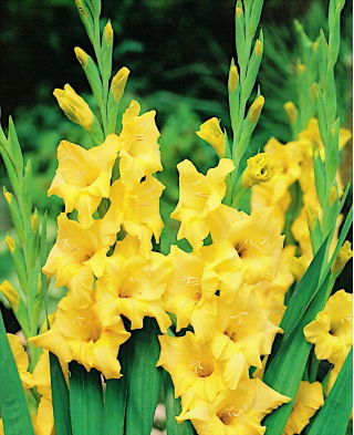Glaïeuls Nova Lux - paquet de 5 pièces - Gladiolus Nova Lux