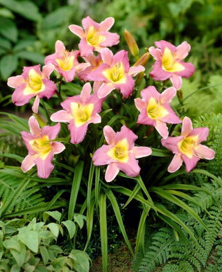 Nile Crane daylily - pachet mare! - 10 buc.