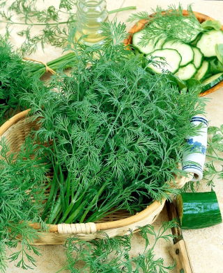 Paprastieji krapai - Krezus - Aromatingas skonis, greitai augantis, aukštas derlius - Šviežios sėklos