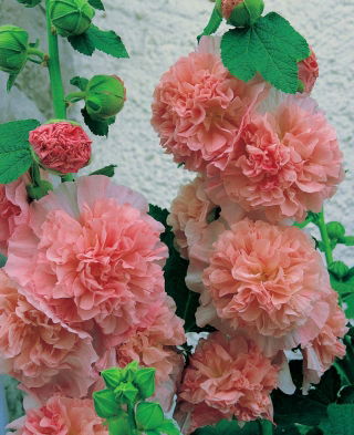 Alcea, Hollyhocks Melocotones y Sueños - Pack XL - 50 uds