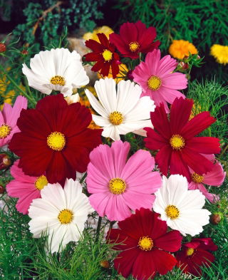 Sementes Cosmos Vega Mix - Cosmos bipinnatus - 150 sementes