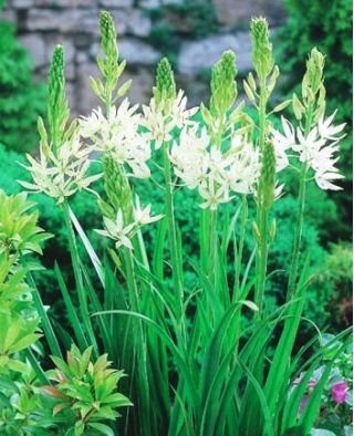 Kamasija - Alba - pakuotėje yra 2 vnt - Camassia