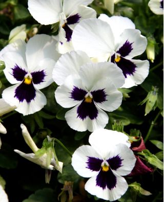 Viola wittrockiana - Silverbride, Silberbrauti - Bianco e Nero - 400 semi - Viola x wittrockiana