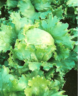 Hlávkový šalát 'Blonde De Paris' - pre jarné, letné a jesenné kultúry - Lactuca sativa - Blonde De Paris - semená