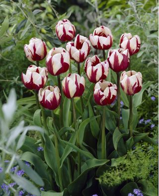 Tulipa Zurel - Tulip Zurel - 5 bulbs