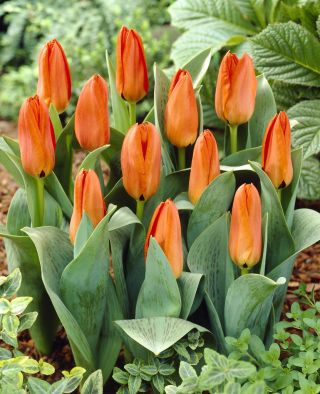Low-growing orange tulip - Greigii orange - 5 pcs.