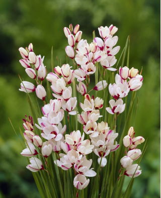 Ixia - „Spotlight” - Pachet mare! - 150 buc.; crin de porumb