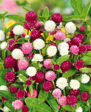 Globe Amarant zaden - Gomphrena globosa - 60 zaden
