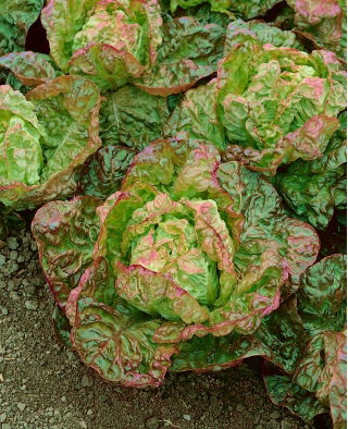 Rotgrüner Salat "Carmina" - 