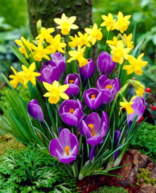Žlutý narcis a fialový krokus - výběr nízko rostoucích odrůd - 75 ks.