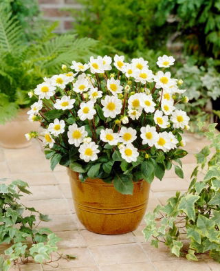 Dahlia - Topmix White - nagy kiszerelés! - 10 db.