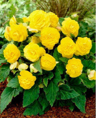 Non Stop begonia - gul - 2 st