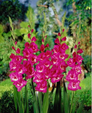 Gladiolus "Rhapsody in Blue" - XL pack - 50 pcs