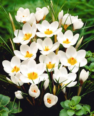 Crocus Ard Schenk - Paquete XXXL - 500 piezas