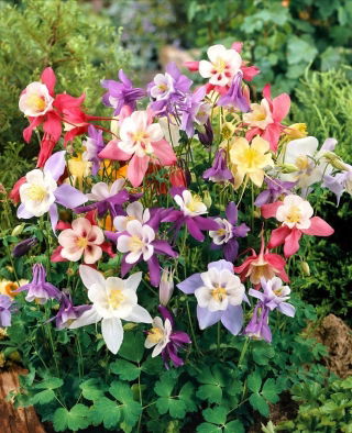 Aquilegia, Aguileña 'McKana Hybrids' 'Mix' - Paquete grande! - 10 unidades