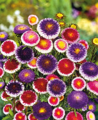 Reina Margarita - Liliput Moonshine - variada - Callistephus chinensis - Bicolor impresionante, perfecto para borduras - Semillas frescas