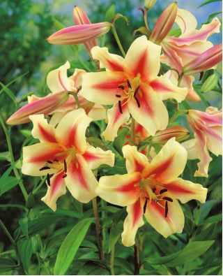 Tree Lily Lilium Lavon