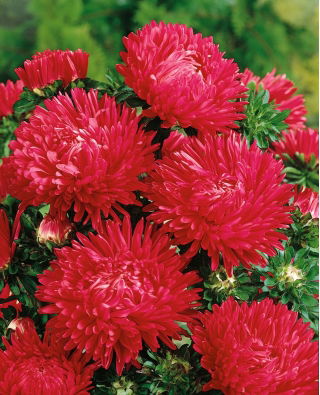 Aster peony merah tinggi - 500 biji - Callistephus chinensis