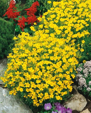Apró bársonyvirág - Lulu - citromsárga - Tagetes tenuifolia - Citromsárga ragyogás, kompakt elegancia - Friss vetőmagok