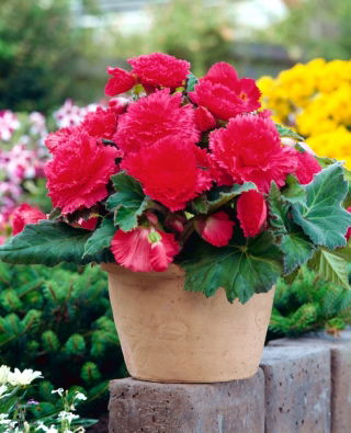 Begonia Fimbriata Pink - 2 bulbs