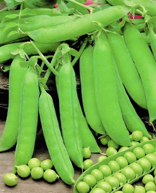 Markerbse "Primavil" – Niedrige, frühe Sorte -  