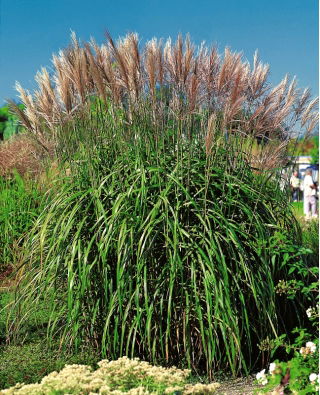 Maiden silvergrass - Malepartus - pachet mare! - 10 buc - 
