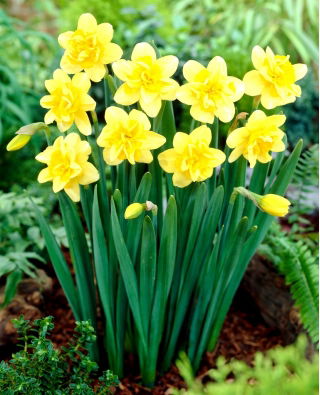 Narciso Safina - Confezione XXXL 250 pz