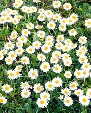 Sedmikráska obecná - Bellis perennis - 10 g - Ideální pro trávníky a obruby - Čerstvá semena