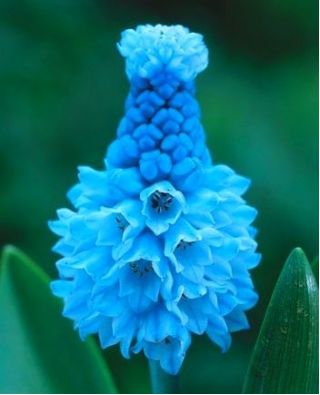Muscari azureum - Grape Hyacinth azureum - 10 bulbs