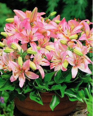 Карликова лілія змішати - 3 цибулини в горщику - Lilium Mix