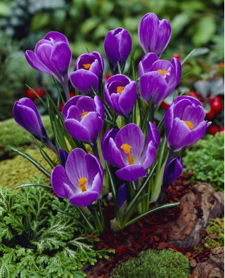  Krokus Remembrance - pakket van 10 stuks - Crocus Remembrance
